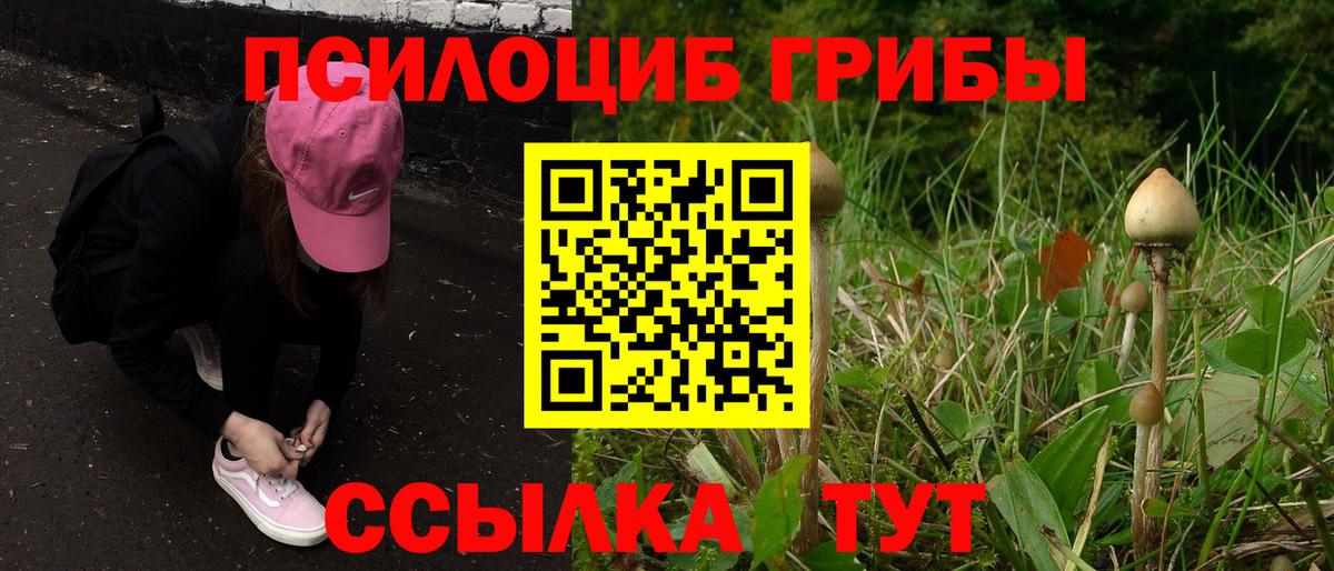 Галлюциногенные грибы Magic Shrooms  хочу наркоту  Камышин  Вход с VPN 